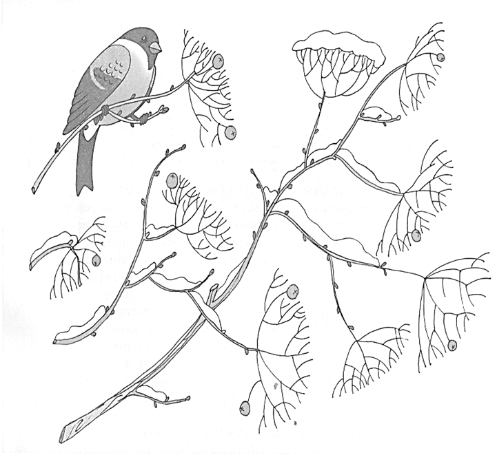 Обведи зимующих птиц. Зимующие птицы. Графические изображения зимующие птицы. Зимующие птицы черно белое схема. Соедини зимующих птиц с кормушкой.