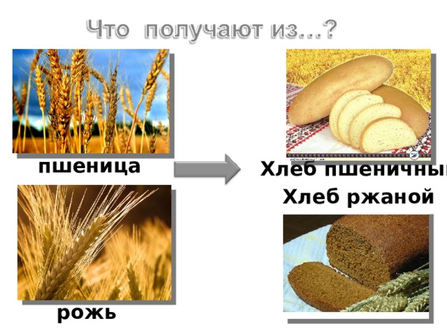 пшеница Хлеб пшеничный Хлеб ржаной рожь 