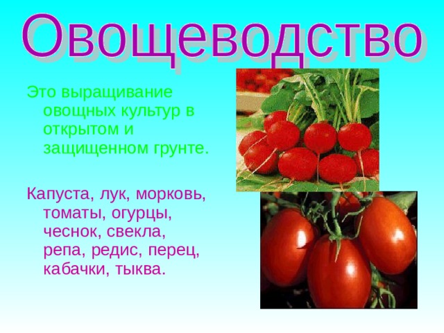 Это выращивание овощных культур в открытом и защищенном грунте. Капуста, лук, морковь, томаты, огурцы, чеснок, свекла, репа, редис, перец, кабачки, тыква. 