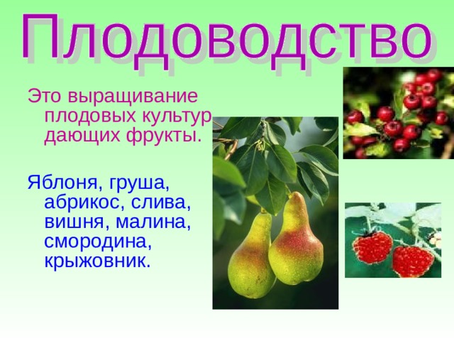 Это выращивание плодовых культур, дающих фрукты. Яблоня, груша, абрикос, слива, вишня, малина, смородина, крыжовник.  