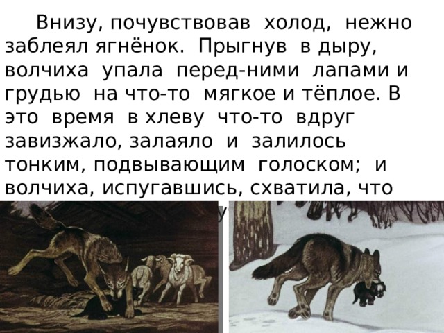  Внизу, почувствовав холод, нежно заблеял ягнёнок. Прыгнув в дыру, волчиха упала перед-ними лапами и грудью на что-то мягкое и тёплое. В это время в хлеву что-то вдруг завизжало, залаяло и залилось тонким, подвывающим голоском; и волчиха, испугавшись, схватила, что первое попалось в зубы, и бросилась вон... . 