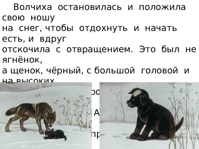  Волчиха остановилась и положила свою ношу на снег, чтобы отдохнуть и начать есть, и вдруг отскочила с отвращением. Это был не ягнёнок, а щенок, чёрный, с большой головой и на высоких ногах, крупной породы, с таким же белым пятном во весь лоб, как у Арапки. Судя по манерам, это был невежа, простой дворняжка. 