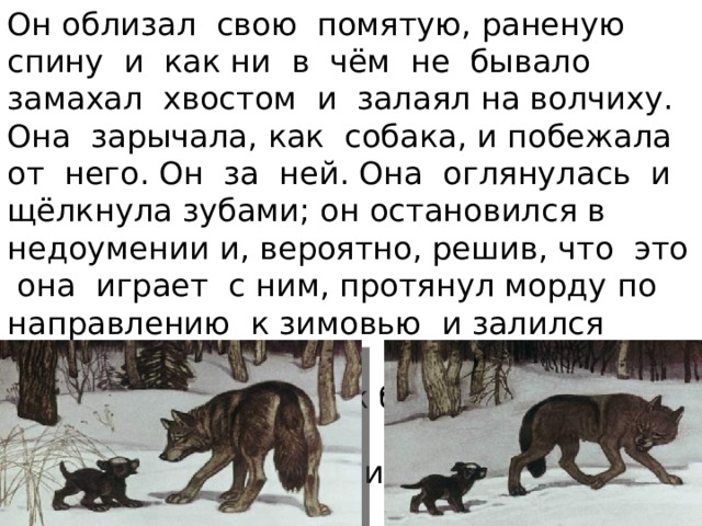 Он облизал свою помятую, раненую спину и как ни в чём не бывало замахал хвостом и залаял на волчиху. Она зарычала, как собака, и побежала от него. Он за ней. Она оглянулась и щёлкнула зубами; он остановился в недоумении и, вероятно, решив, что это она играет с ним, протянул морду по направлению к зимовью и залился звонким радостным лаем, как бы приглашая мать свою Арапку поиграть с ним и с волчихой… . 