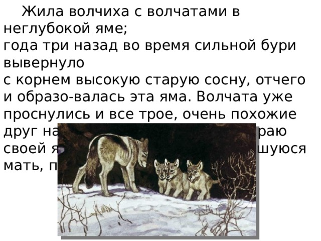  Жила волчиха с волчатами в неглубокой яме; года три назад во время сильной бури вывернуло с корнем высокую старую сосну, отчего и образо-валась эта яма. Волчата уже проснулись и все трое, очень похожие друг на друга, стояли рядом на краю своей ямы и, глядя на возвращавшуюся мать, помахивали хвостами. 