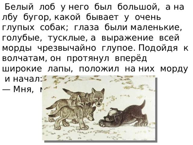  Белый лоб у него был большой, а на лбу бугор, какой бывает у очень глупых собак; глаза были маленькие, голубые, тусклые, а выражение всей морды чрезвычайно глупое. Подойдя к волчатам, он протянул вперёд широкие лапы, положил на них морду и начал: — Мня, мня... нга-нга-нга!.. 
