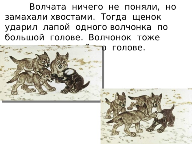  Волчата ничего не поняли, но замахали хвостами. Тогда щенок ударил лапой одного волчонка по большой голове. Волчонок тоже ударил его лапой по голове. 
