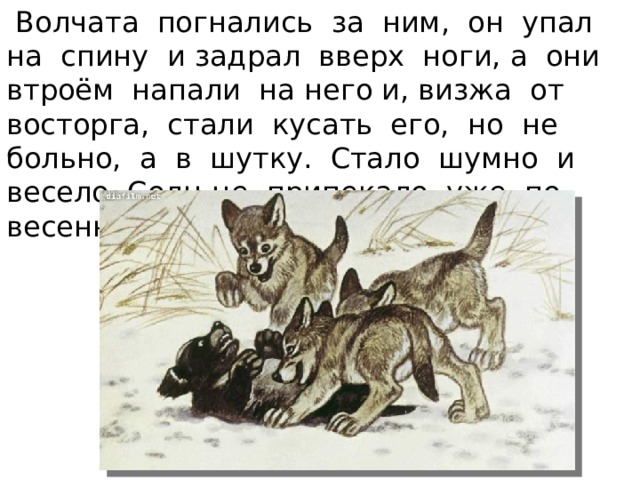  Волчата погнались за ним, он упал на спину и задрал вверх ноги, а они втроём напали на него и, визжа от восторга, стали кусать его, но не больно, а в шутку. Стало шумно и весело. Солн-це припекало уже по-весеннему… . 