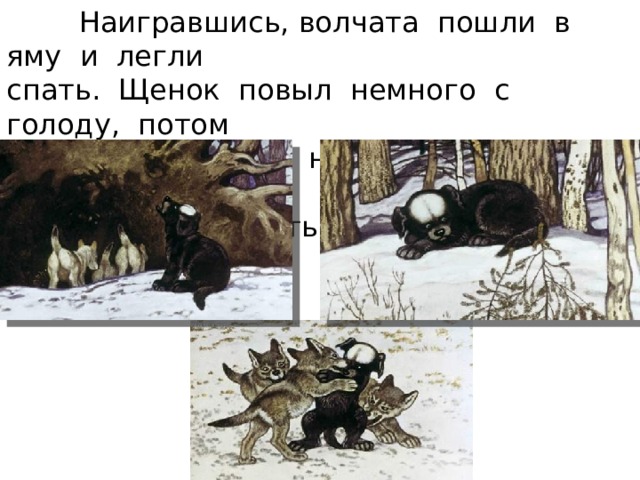  Наигравшись, волчата пошли в яму и легли спать. Щенок повыл немного с голоду, потом также растянулся на солнышке. А проснувшись, опять стали играть. 