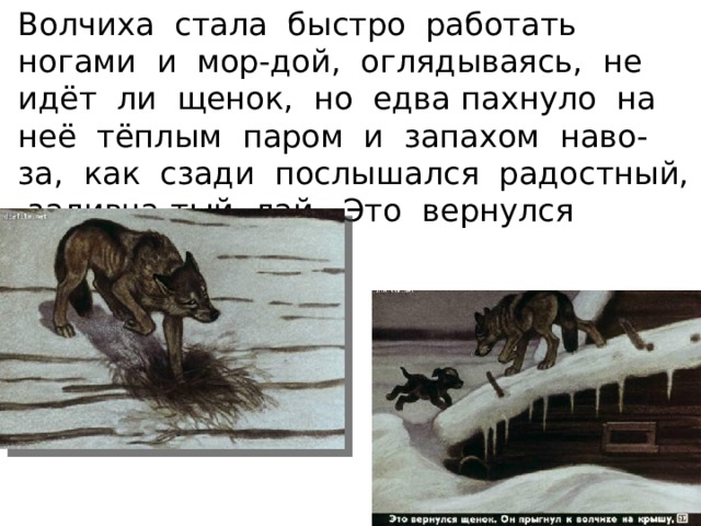 Волчиха стала быстро работать ногами и мор-дой, оглядываясь, не идёт ли щенок, но едва пахнуло на неё тёплым паром и запахом наво-за, как сзади послышался радостный, заливча-тый лай. Это вернулся щенок. 
