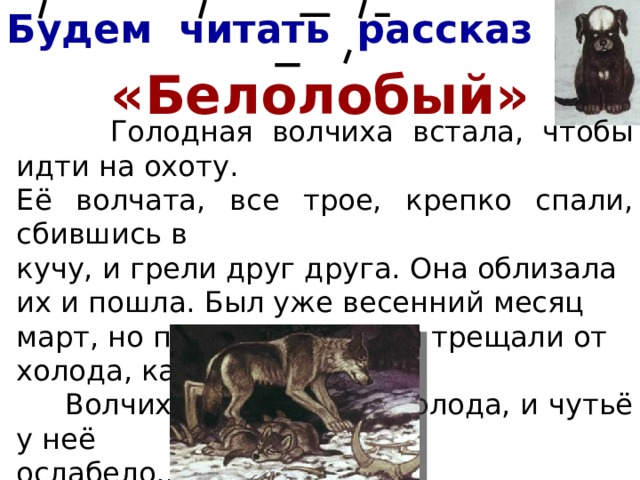 Будем читать рассказ «Белолобый»  Голодная волчиха встала, чтобы идти на охоту. Её волчата, все трое, крепко спали, сбившись в кучу, и грели друг друга. Она облизала их и пошла. Был уже весенний месяц март, но по ночам деревья трещали от холода, как в декабре…  Волчиха была уже немолода, и чутьё у неё ослабело… . 