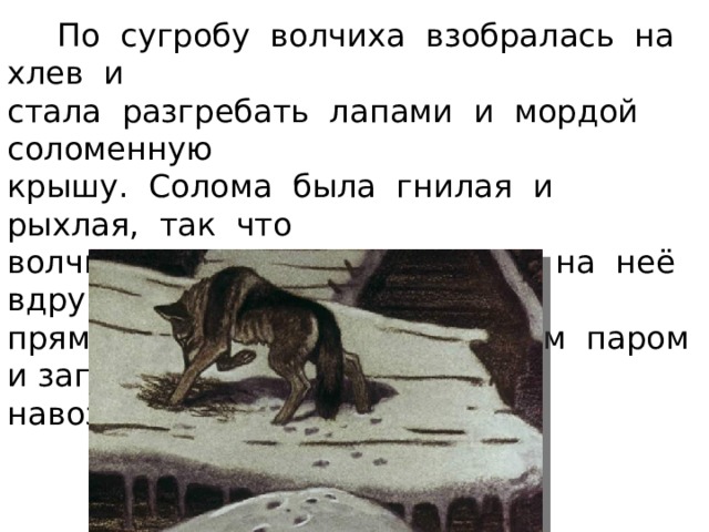  По сугробу волчиха взобралась на хлев и стала разгребать лапами и мордой соломенную крышу. Солома была гнилая и рыхлая, так что волчиха едва не провалилась; на неё вдруг прямо в морду пахнуло тёплым паром и запахом навоза и овечьего молока. 