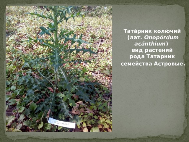 Тата́рник колю́чий   (лат.  Onopórdum acánthium )    вид растений  рода Татарник   семейства Астровые . 