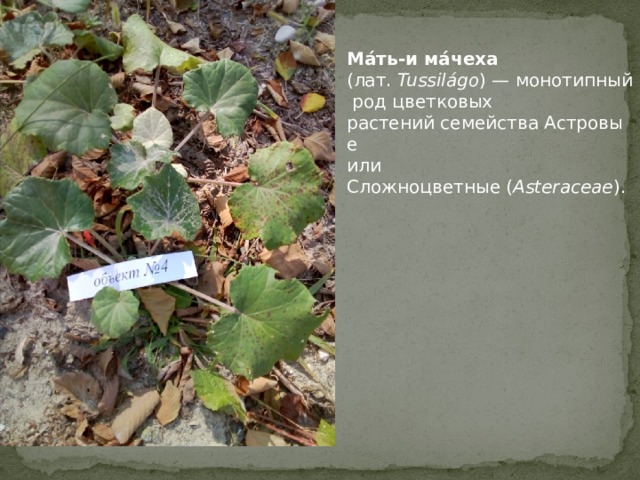 Ма́ть-и ма́чеха   (лат.  Tussilágo ) — монотипный род цветковых растений семейства Астровые или Сложноцветные ( Asteraceae ). 