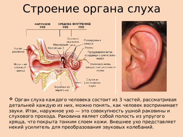 Строение органа слуха  Орган слуха каждого человека состоит из 3 частей, рассматривая детальней каждую из них, можно понять, как человек воспринимает звуки. Итак, наружное ухо — это совокупность ушной раковины и слухового прохода. Раковина являет собой полость из упругого хряща, что покрыта тонким слоем кожи. Внешнее ухо представляет некий усилитель для преобразования звуковых колебаний. 