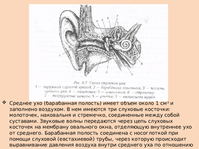 Среднее ухо (барабанная полость) имеет объем около 1 см 3  и заполнено воздухом. В нем имеются три слуховые косточки: молоточек, наковальня и стремечко, соединенные между собой суставами. Звуковые волны передаются через цепь слуховых косточек на мембрану овального окна, отделяющую внутреннее ухо от среднего. Барабанная полость соединена с носоглоткой при помощи слуховой (евстахиевой) трубы, через которую происходит выравнивание давления воздуха внутри среднего уха по отношению к наружному атмосферному давлению. 