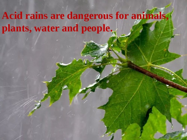 Acid rains are dangerous for animals, plants, water and people. 