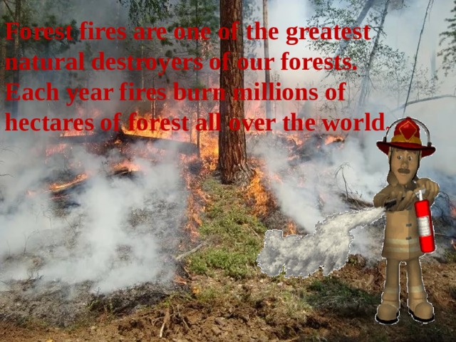 Forest fires are one of the greatest natural destroyers of our forests. Each year fires burn millions of hectares of forest all over the world. 