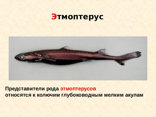 Э тмоптерус Представители рода этмоптерусов  относятся к колючим глубоководным мелким акулам