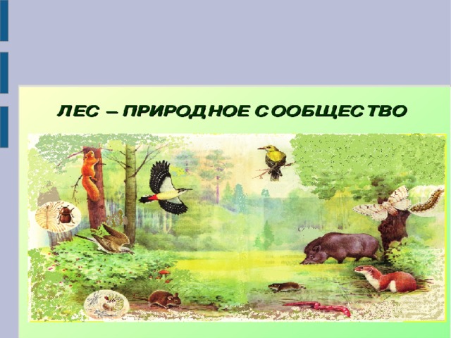 Рисунок природного сообщества 5 класс. Природные сообщества. Сообщество леса. Природные сообщества лес и его обитатели.