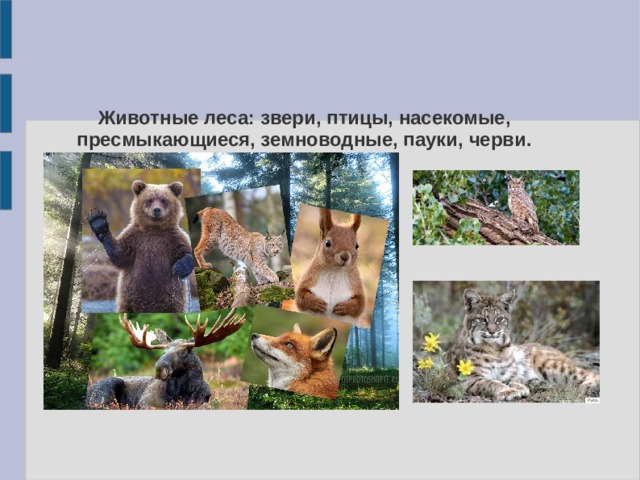 Животные леса: звери, птицы, насекомые, пресмыкающиеся, земноводные, пауки, черви.   