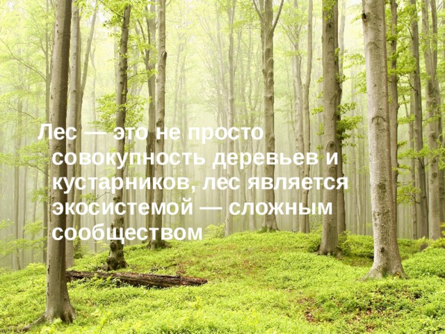 Лес — это не просто совокупность деревьев и кустарников, лес является экосистемой — сложным сообществом 
