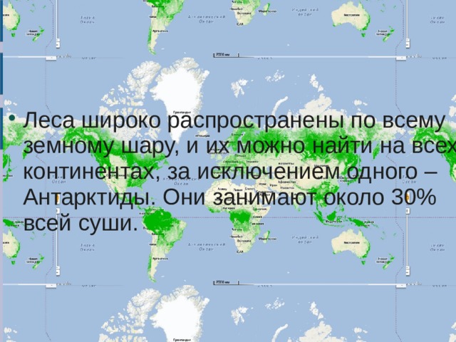 Леса широко распространены по всему земному шару, и их можно найти на всех континентах, за исключением одного – Антарктиды. Они занимают около 30% всей суши. 