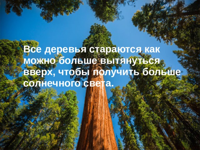 Все деревья стараются как можно больше вытянуться вверх, чтобы получить больше солнечного света. 