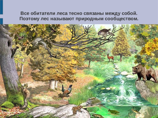 Все обитатели леса тесно связаны между собой. Поэтому лес называют природным сообществом.   