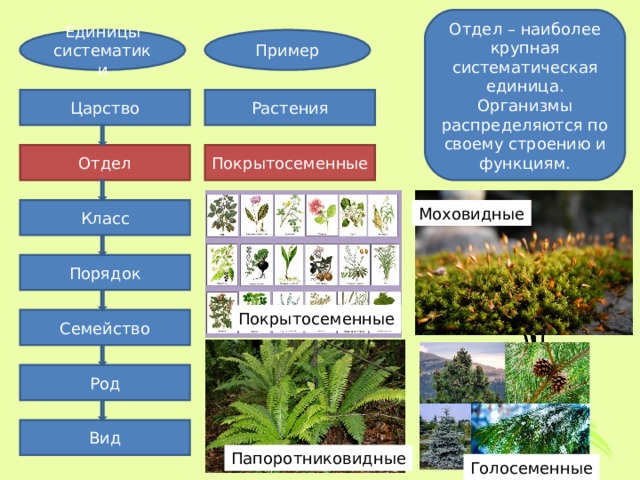 Какие существуют отделы растений. Царство растений отдел Моховидные. Систематика голосеменных растений.