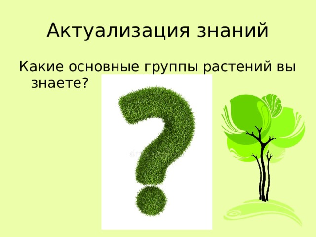Актуализация знаний Какие основные группы растений вы знаете? 