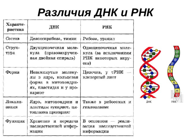 Различия  ДНК  и  РНК 