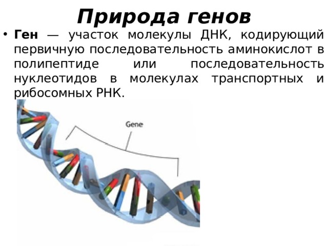 Природа генов Ген — участок молекулы ДНК, кодирующий первичную последовательность аминокислот в полипептиде или последовательность нуклеотидов в молекулах транспортных и рибосомных РНК. 