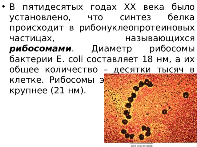 В пятидесятых годах XX века было установлено, что синтез белка происходит в рибонуклеопротеиновых частицах, называющихся рибосомами . Диаметр рибосомы бактерии E. coli составляет 18 нм, а их общее количество – десятки тысяч в клетке. Рибосомы эукариот несколько крупнее (21 нм). 