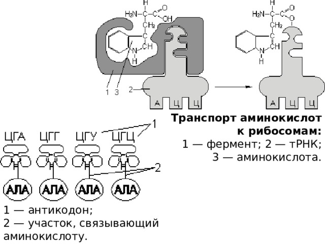 Транспорт аминокислот к рибосомам:  1 — фермент; 2 — тРНК; 3 — аминокислота. 1 — антикодон;  2 — участок, связывающий аминокислоту. 