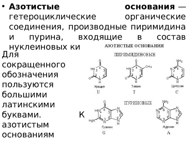 Азотистые основания  — гетероциклические органические соединения, производные пиримидина и пурина, входящие в состав нуклеиновых кислот. Для сокращенного обозначения пользуются большими латинскими буквами. К азотистым основаниям относят аденин (A), гуанин (G), цитозин (C), тимин (T) и урацил (U). 