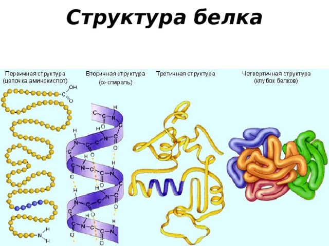 Структура белка 