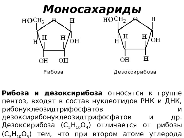 Моносахариды Рибоза и дезоксирибоза относятся к группе пентоз, входят в состав нуклеотидов РНК и ДНК, рибонуклеозидтрифосфатов и дезоксирибонуклеозидтрифосфатов и др. Дезоксирибоза (С 5 Н 10 О 4 ) отличается от рибозы (С 5 Н 10 О 5 ) тем, что при втором атоме углерода имеет атом водорода, а не гидроксильную группу, как у рибозы. 