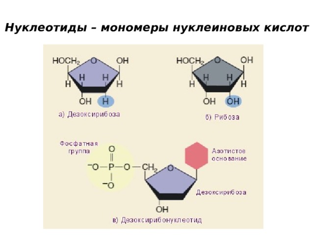 Нуклеотиды – мономеры нуклеиновых кислот   