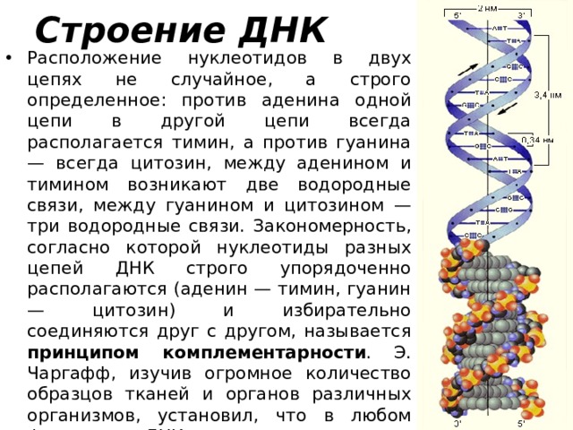 Строение ДНК Расположение нуклеотидов в двух цепях не случайное, а строго определенное: против аденина одной цепи в другой цепи всегда располагается тимин, а против гуанина — всегда цитозин, между аденином и тимином возникают две водородные связи, между гуанином и цитозином — три водородные связи. Закономерность, согласно которой нуклеотиды разных цепей ДНК строго упорядоченно располагаются (аденин — тимин, гуанин — цитозин) и избирательно соединяются друг с другом, называется принципом комплементарности . Э. Чаргафф, изучив огромное количество образцов тканей и органов различных организмов, установил, что в любом фрагменте ДНК содержание остатков гуанина всегда точно соответствует содержанию цитозина, а аденина — тимину ( «правило Чаргаффа» ). 