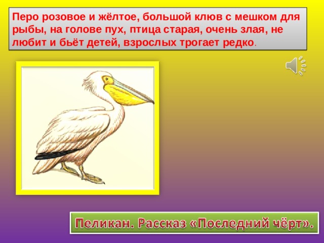 Перо розовое и жёлтое, большой клюв с мешком для рыбы, на голове пух, птица старая, очень злая, не любит и бьёт детей, взрослых трогает редко . 