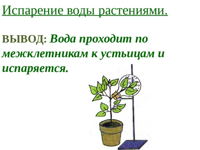 Испарение воды растениями 6 класс кратко