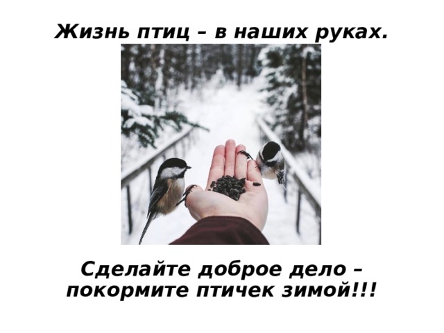 Жизнь птиц – в наших руках.         Сделайте доброе дело – покормите птичек зимой!!! 