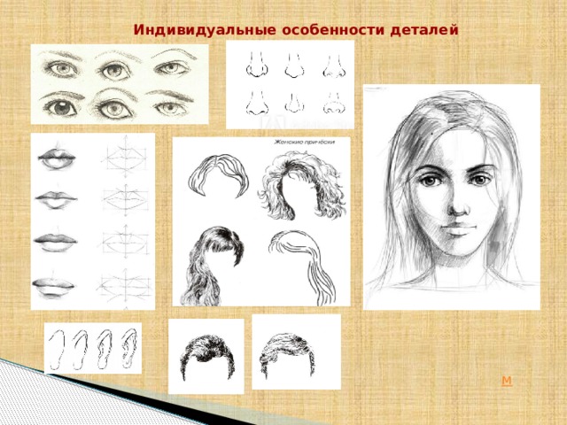 Основные пропорции головы человека 6 класс изо