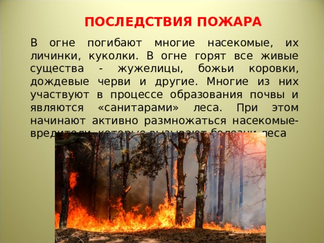 ПОСЛЕДСТВИЯ ПОЖАРА В огне погибают многие насекомые, их личинки, куколки. В огне горят все живые существа - жужелицы, божьи коровки, дождевые черви и другие. Многие из них участвуют в процессе образования почвы и являются «санитарами» леса. При этом начинают активно размножаться насекомые-вредители, которые вызывают болезни леса 