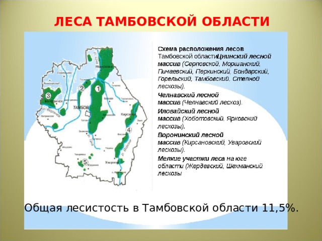 ЛЕСА ТАМБОВСКОЙ ОБЛАСТИ Общая лесистость в Тамбовской области 11,5%. 