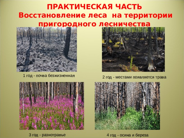 ПРАКТИЧЕСКАЯ ЧАСТЬ Восстановление леса на территории пригородного лесничества 1 год - почва безжизненная 2 год - местами появляется трава 3 год - разнотравье 4 год - осина и береза 