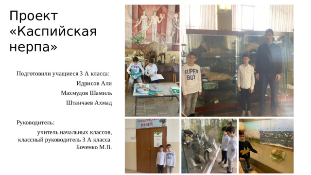 Проект  «Каспийская нерпа» Подготовили учащиеся 3 А класса: Идрисов Али Махмудов Шамиль Штанчаев Ахмад Руководитель: учитель начальных классов, классный руководитель 3 А класса Боченко М.В. 