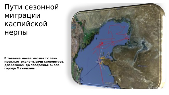 Пути сезонной миграции каспийской нерпы  В течение менее месяца тюлень проплыл около тысячи километров, добравшись до побережья около города Махачкалы. 
