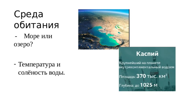 Среда обитания  - Море или озеро? Температура и солёность воды. 