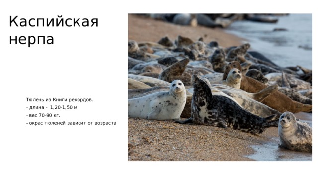 Каспийская нерпа  Тюлень из Книги рекордов.  - длина - 1,20-1,50 м  - вес 70-90 кг.  - окрас тюленей зависит от возраста 